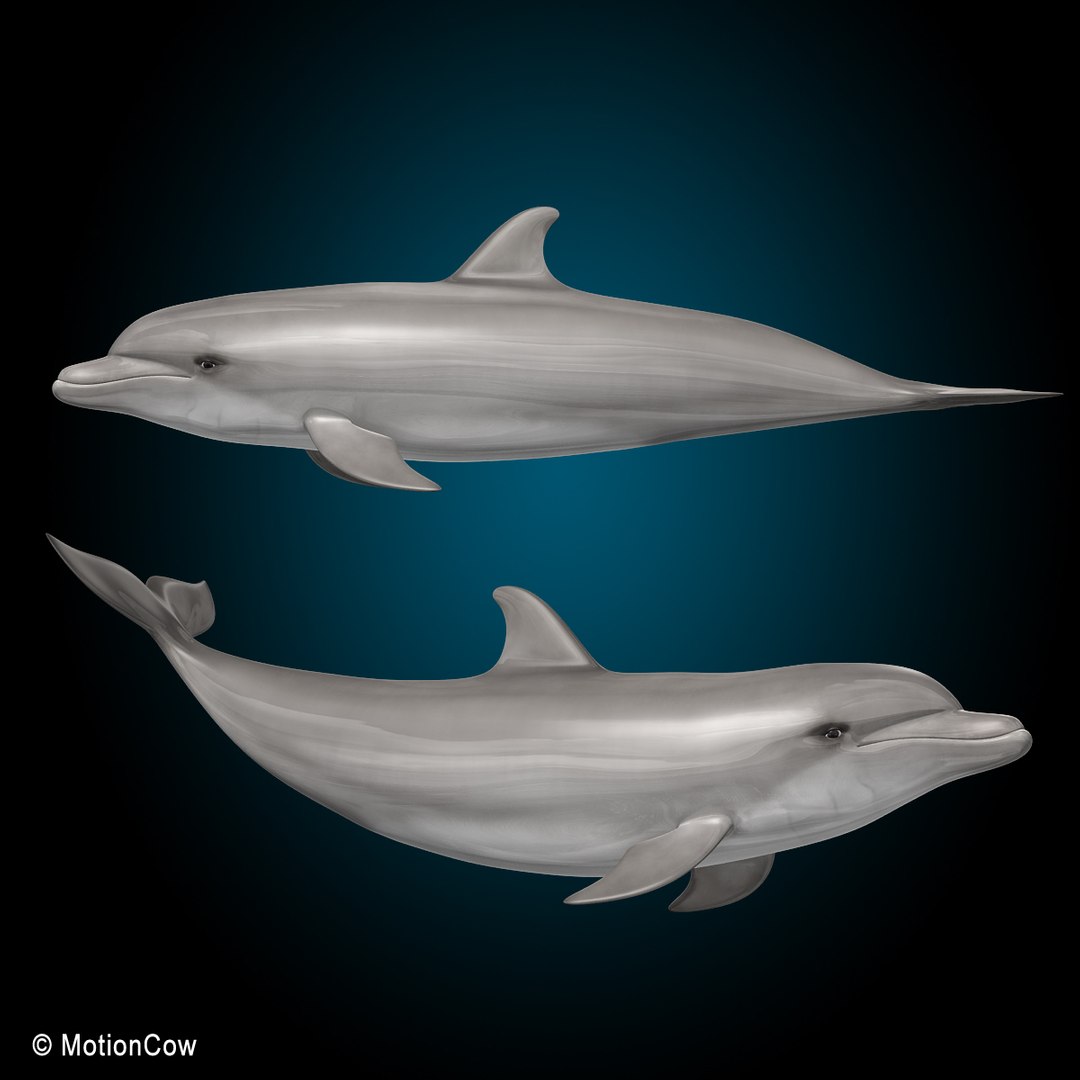 bottlenose dolphin 3d model https://p.turbosquid.com/ts-thumb/wY/vufsL2/J6tlelqg/dolphin_b/jpg/1352364754/1920x1080/fit_q87/ae5576c04c8097e713683d929b72f7c57a7ed4ed/dolphin_b.jpg