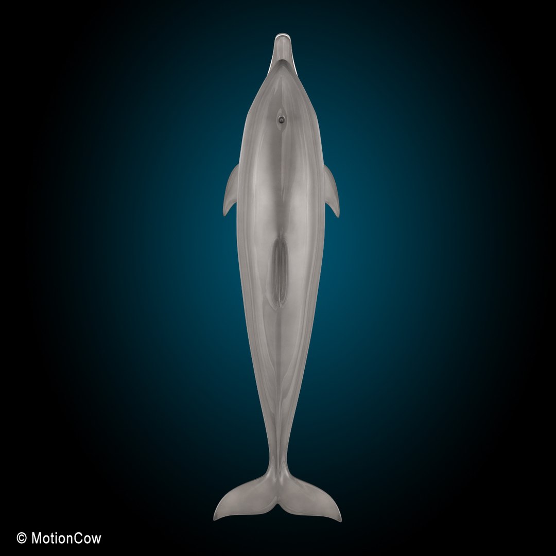 bottlenose dolphin 3d model https://p.turbosquid.com/ts-thumb/wY/vufsL2/bWkGI0HQ/dolphin_k/jpg/1352364755/1920x1080/fit_q87/9b3673e55aa81f2db31f3f3e36b82ee37c7cd6fa/dolphin_k.jpg