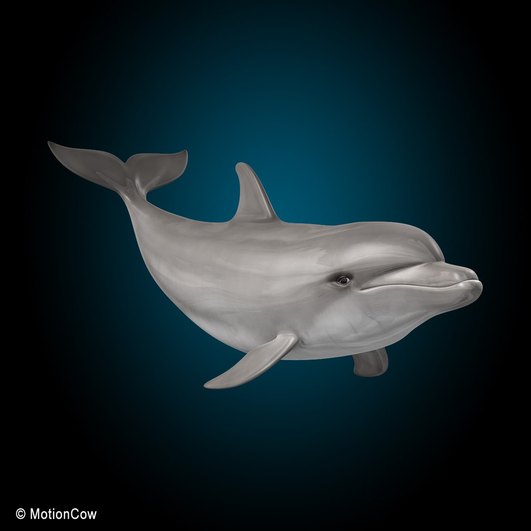 bottlenose dolphin 3d model https://p.turbosquid.com/ts-thumb/wY/vufsL2/fLyhdzPJ/dolphin_l/jpg/1352364755/1920x1080/fit_q87/30202d61813ea1588f368191470561638b74c036/dolphin_l.jpg