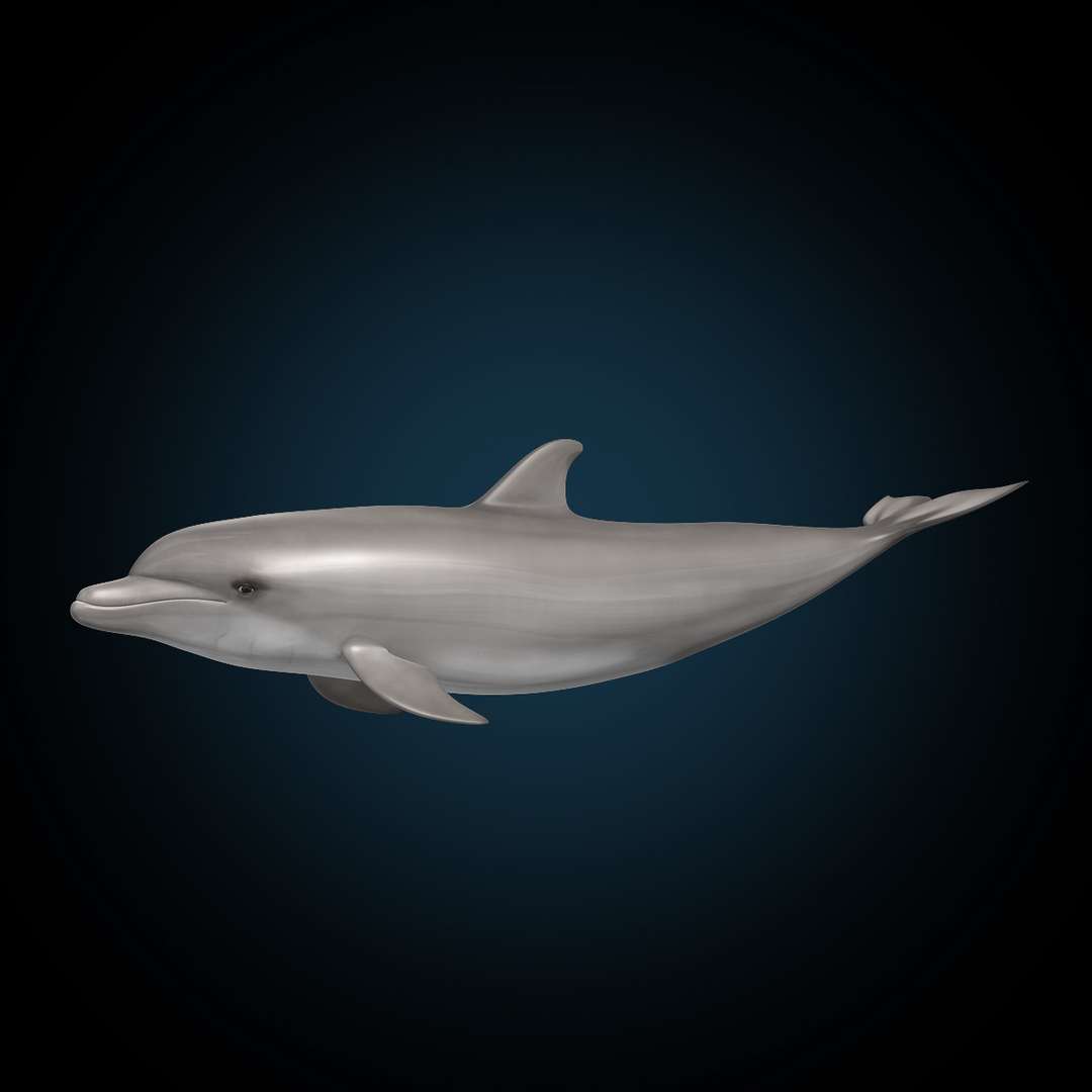 bottlenose dolphin 3d model https://p.turbosquid.com/ts-thumb/wY/vufsL2/i14x2PjG/dolphin_swima_0.jpg1b354c39f6cf4fda966706fc509455a1zoom/jpg/1352366149/1920x1080/turn_fit_q99/a04f56f5e98ffadf2e42c1c4104d39588bc648fe/dolphin_swima_0.jpg1b354c39f6cf4fda966706fc509455a1zoom-1.jpg