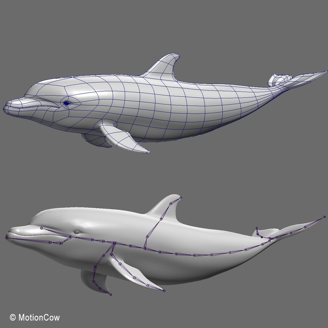 bottlenose dolphin 3d model https://p.turbosquid.com/ts-thumb/wY/vufsL2/k8lEUfK2/dolphin_wirea/jpg/1352364755/1920x1080/fit_q87/c13fb427eb5d5523e7d08b734eb61925ebb4e12e/dolphin_wirea.jpg