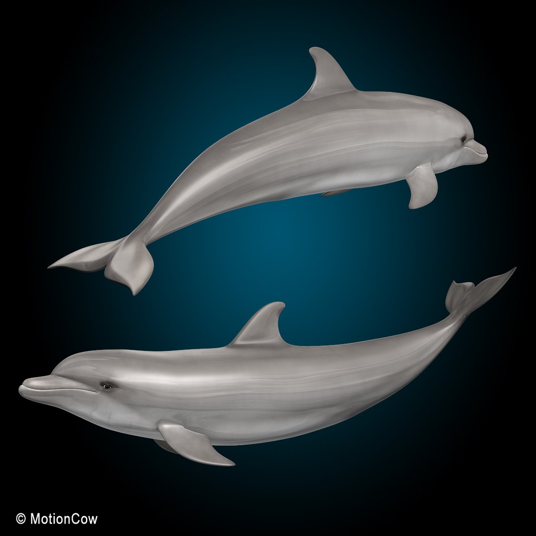 bottlenose dolphin 3d model https://p.turbosquid.com/ts-thumb/wY/vufsL2/rvKIvNFs/dolphin_g/jpg/1352364754/1920x1080/fit_q87/772cee11d6beb52835c8bba9cd1ccab64f555a26/dolphin_g.jpg