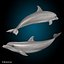 Dolphin  Bottlenose