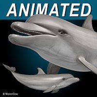 Dolphin  Bottlenose