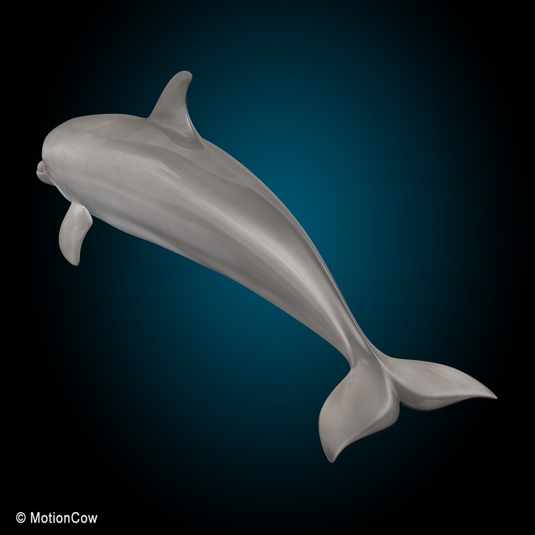 bottlenose dolphin 3d model https://p.turbosquid.com/ts-thumb/wY/vufsL2/zoccTHS8/dolphin_i/jpg/1352364755/1920x1080/fit_q87/e51d7e44b51297231f375445342c718e41df269c/dolphin_i.jpg