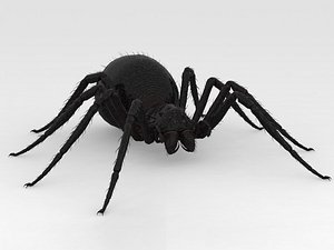 Giant Spider