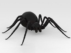 Giant Spider