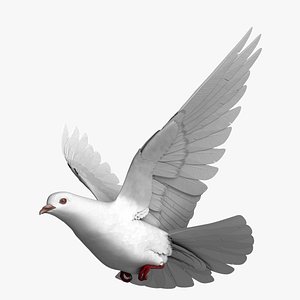 White Dove