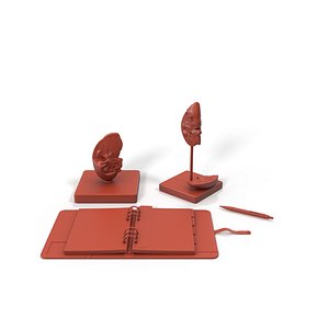 3D Kidney Clinical Anatomy Educational for 3D Print