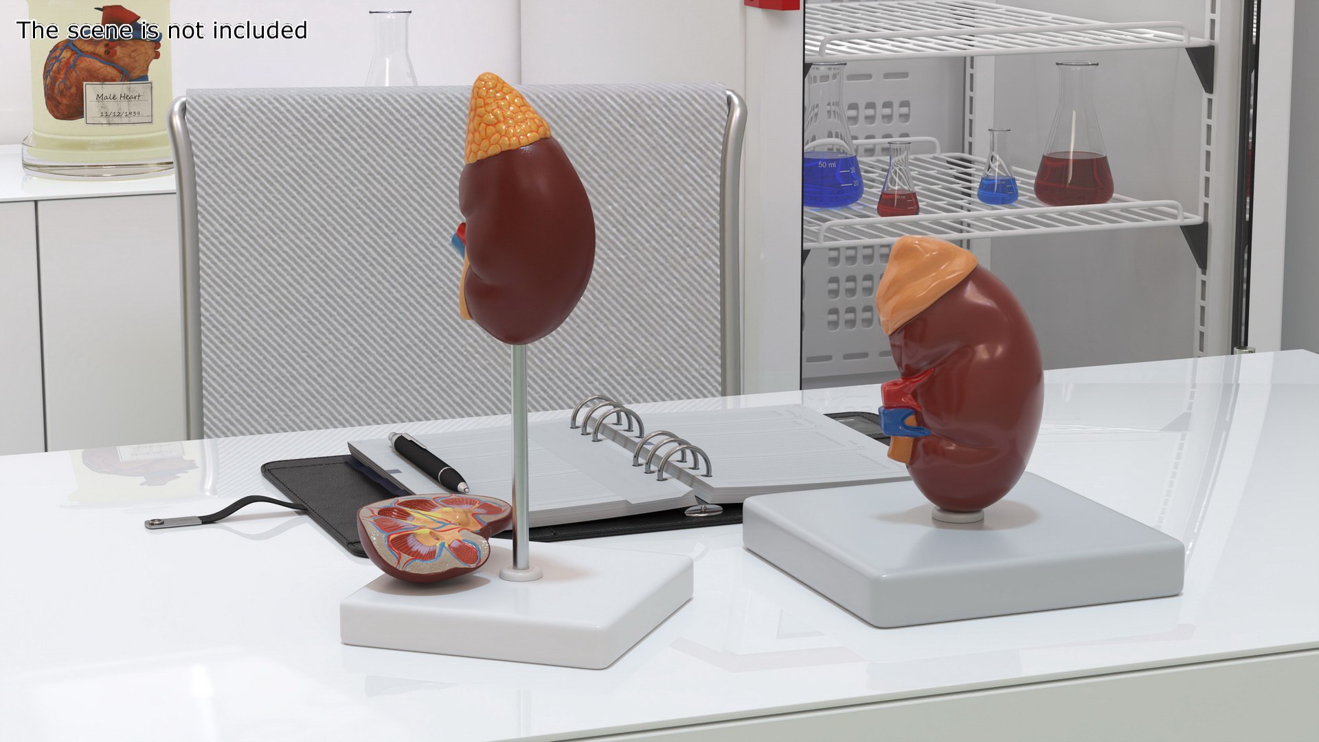3D Kidney Clinical Anatomy Educational For 3D Print - TurboSquid 2349914