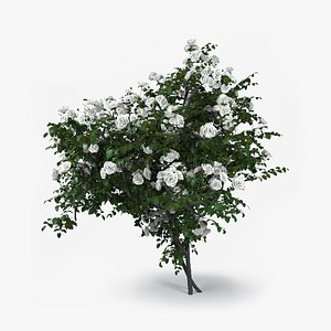 Roses bush