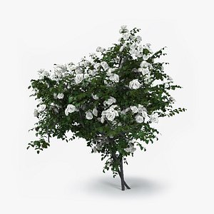 Roses bush