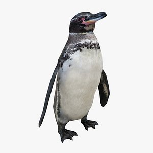 penguin bird animal 3D