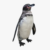 Galapagos Penguin Low-poly - Animated