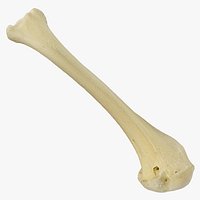 Dalmatian Pelican Pelecanus Crispus Humerus Bone 01