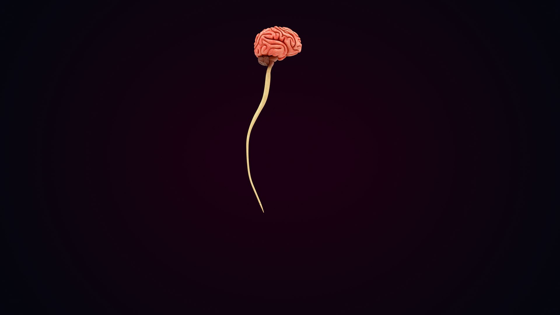 3D Natural body with Brain Anatomy https://p.turbosquid.com/ts-thumb/wZ/mx3PDV/7X/brain_0040/jpg/1651214795/1920x1080/fit_q87/3e42ae300f7c4c6c702b8810b4297254868937b1/brain_0040.jpg