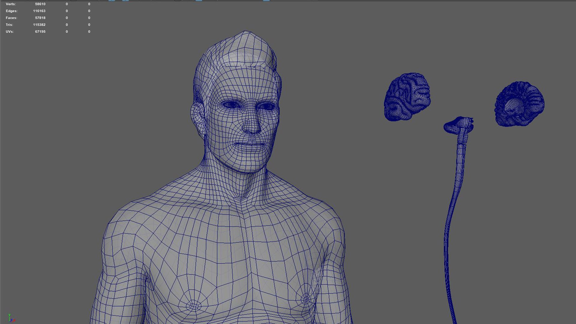 3D Natural body with Brain Anatomy https://p.turbosquid.com/ts-thumb/wZ/mx3PDV/BW/3/jpg/1651214937/1920x1080/fit_q87/5cc65238a33c34f669f833eada8a0c884acca9e6/3.jpg