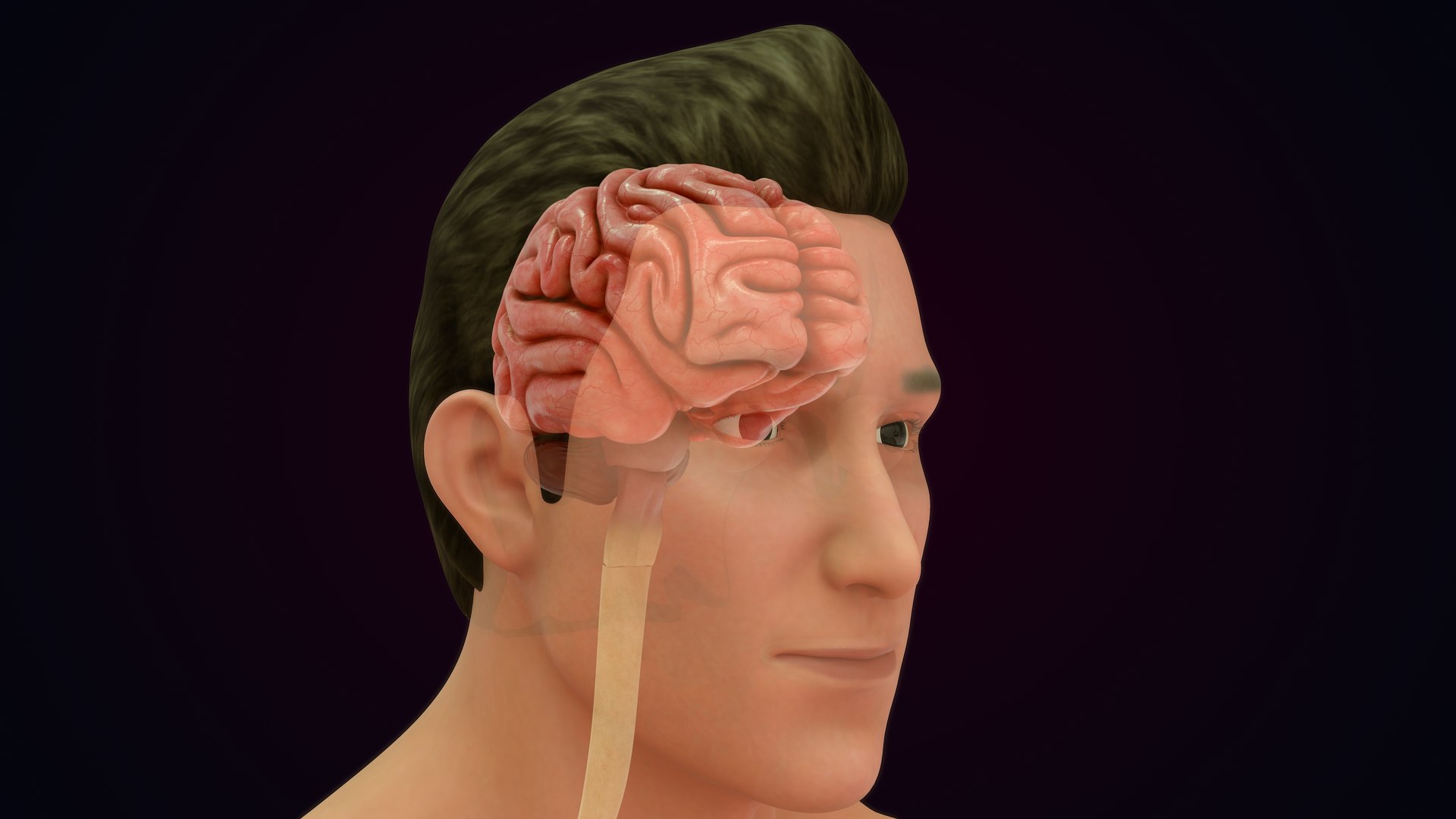3D Natural body with Brain Anatomy https://p.turbosquid.com/ts-thumb/wZ/mx3PDV/Bi/brain_0012/jpg/1651214801/1920x1080/fit_q87/26add91b24988e32cd2a7fa399e855be014d9ab3/brain_0012.jpg