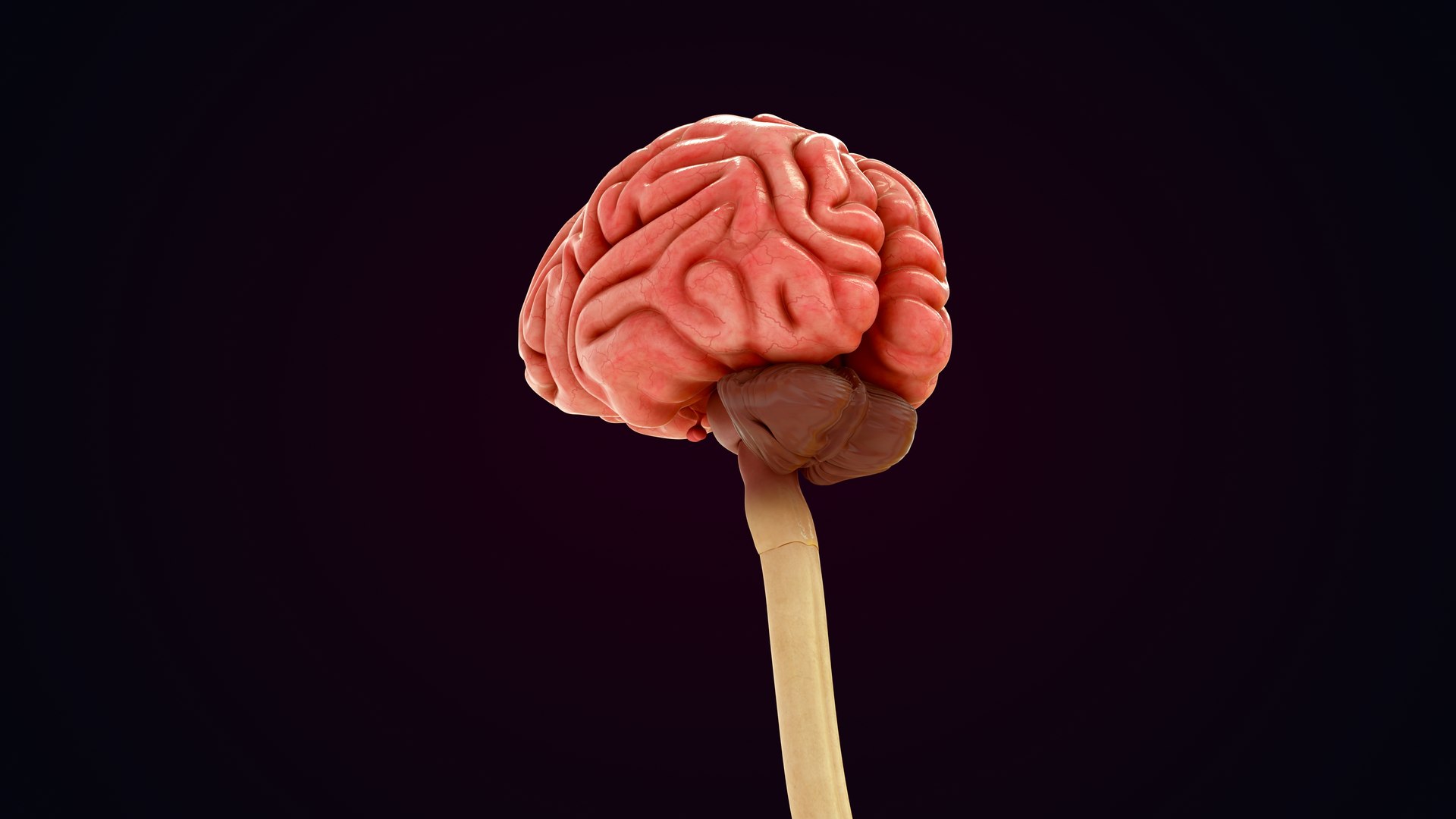 3D Natural body with Brain Anatomy https://p.turbosquid.com/ts-thumb/wZ/mx3PDV/GL/brain_0037/jpg/1651214809/1920x1080/fit_q87/ad816b32cac91b12e6264996eb58b6155180f94d/brain_0037.jpg