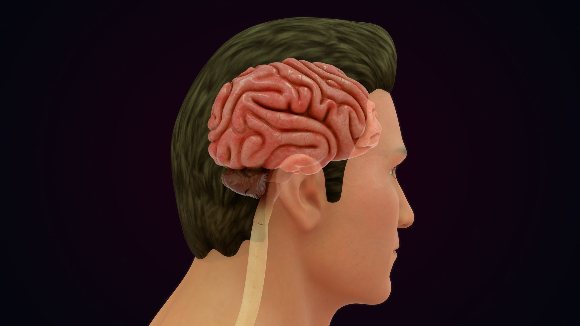 3D Natural body with Brain Anatomy https://p.turbosquid.com/ts-thumb/wZ/mx3PDV/H7/brain_0013/jpg/1651214798/1920x1080/fit_q87/66cc21340238d7f3ca3a39c5c803b8dce93453af/brain_0013.jpg