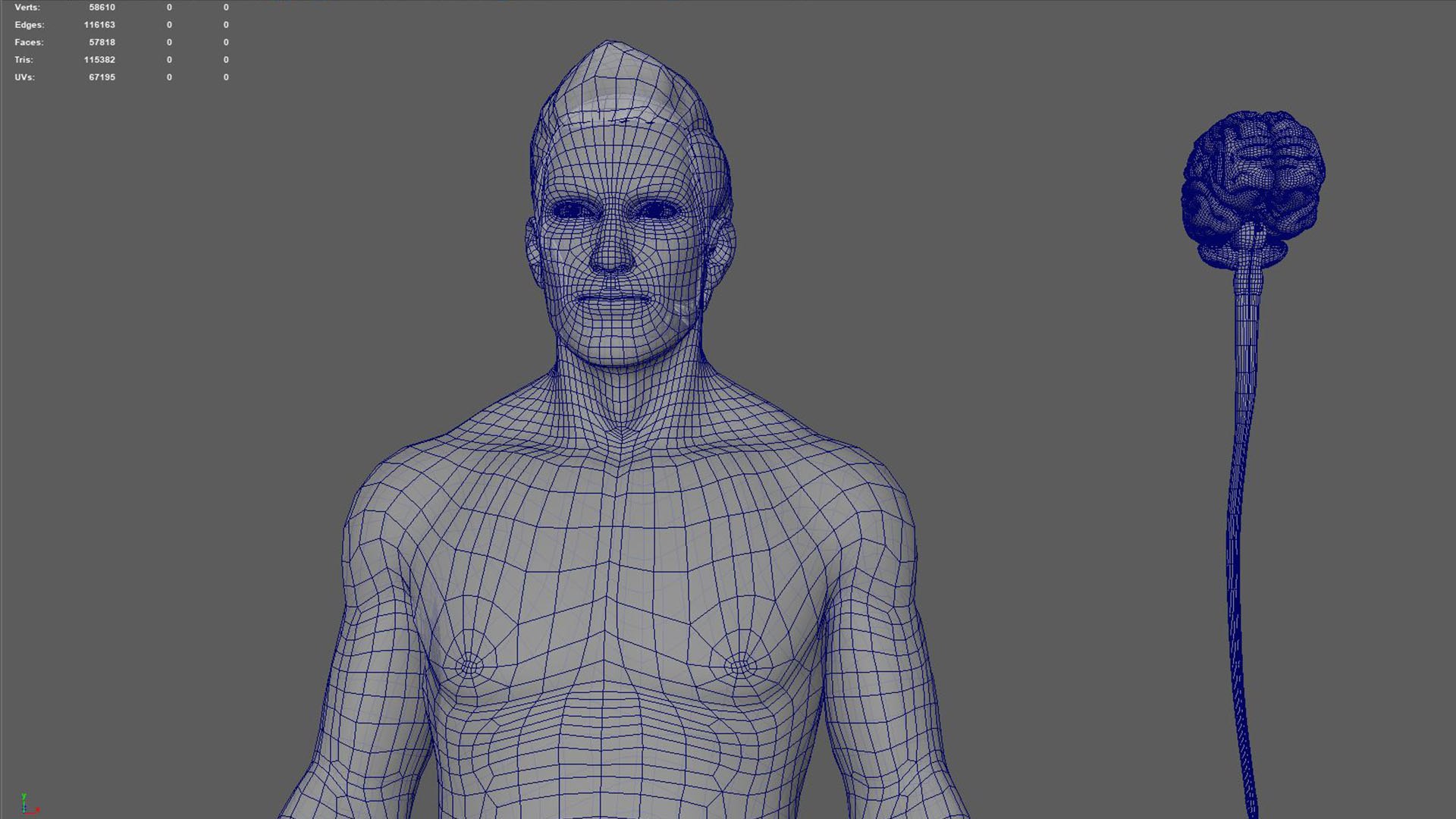 3D Natural body with Brain Anatomy https://p.turbosquid.com/ts-thumb/wZ/mx3PDV/PS/2/jpg/1651214937/1920x1080/fit_q87/7aa989abe3c5cfda5c2c483824f260a308683c75/2.jpg