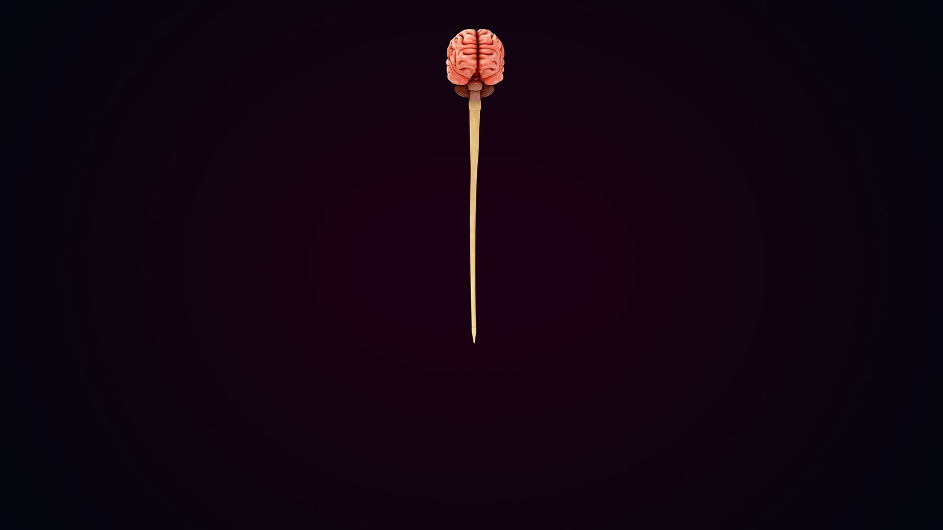 3D Natural body with Brain Anatomy https://p.turbosquid.com/ts-thumb/wZ/mx3PDV/VV/brain_0024/jpg/1651214788/1920x1080/fit_q87/d3d775e3a89a2e6f9afdb8f599c96715ec342af8/brain_0024.jpg