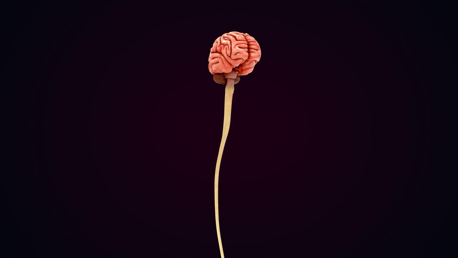 3D Natural body with Brain Anatomy https://p.turbosquid.com/ts-thumb/wZ/mx3PDV/XR/brain_0034/jpg/1651214790/1920x1080/fit_q87/b34a8baf5b6a62dcc395327d92317d4d1d3a92dc/brain_0034.jpg