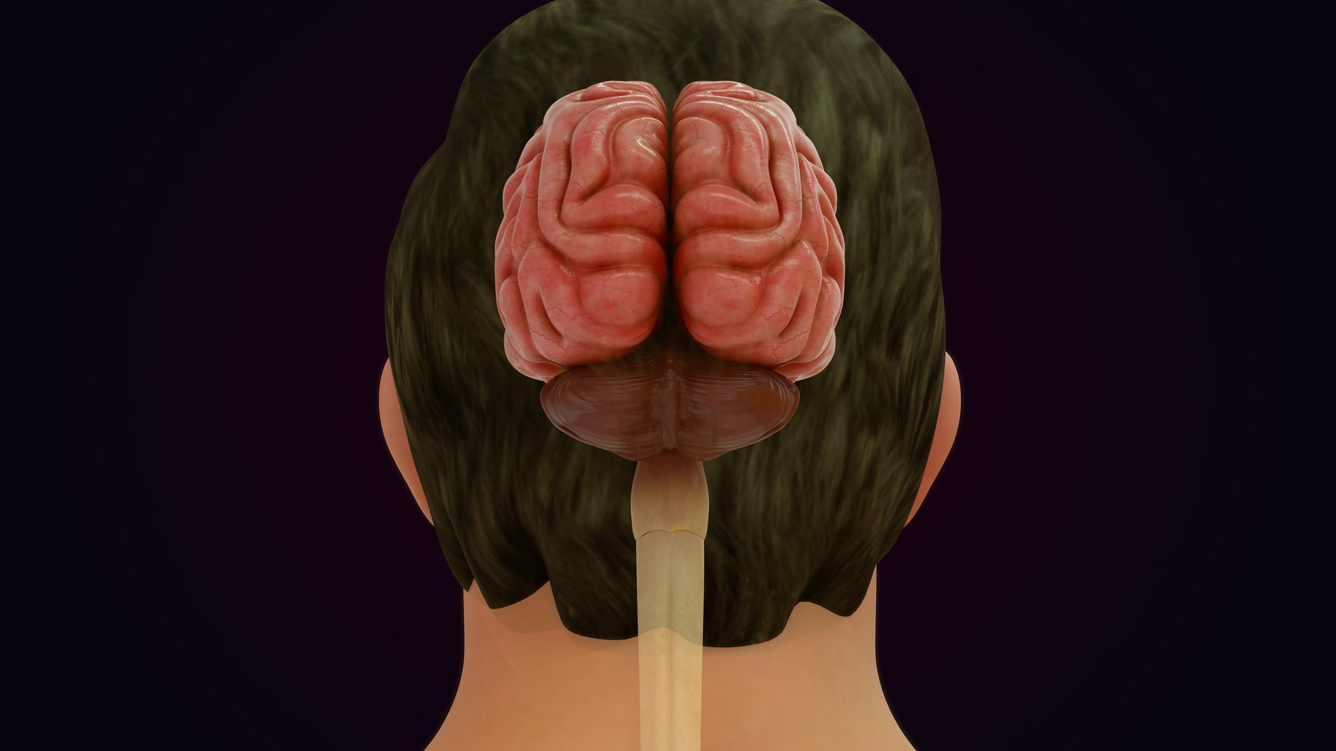 3D Natural body with Brain Anatomy https://p.turbosquid.com/ts-thumb/wZ/mx3PDV/jf/brain_0010/jpg/1651214817/1920x1080/fit_q87/e79ba002c17c33b546f8068c065cc3f030d9f6e4/brain_0010.jpg