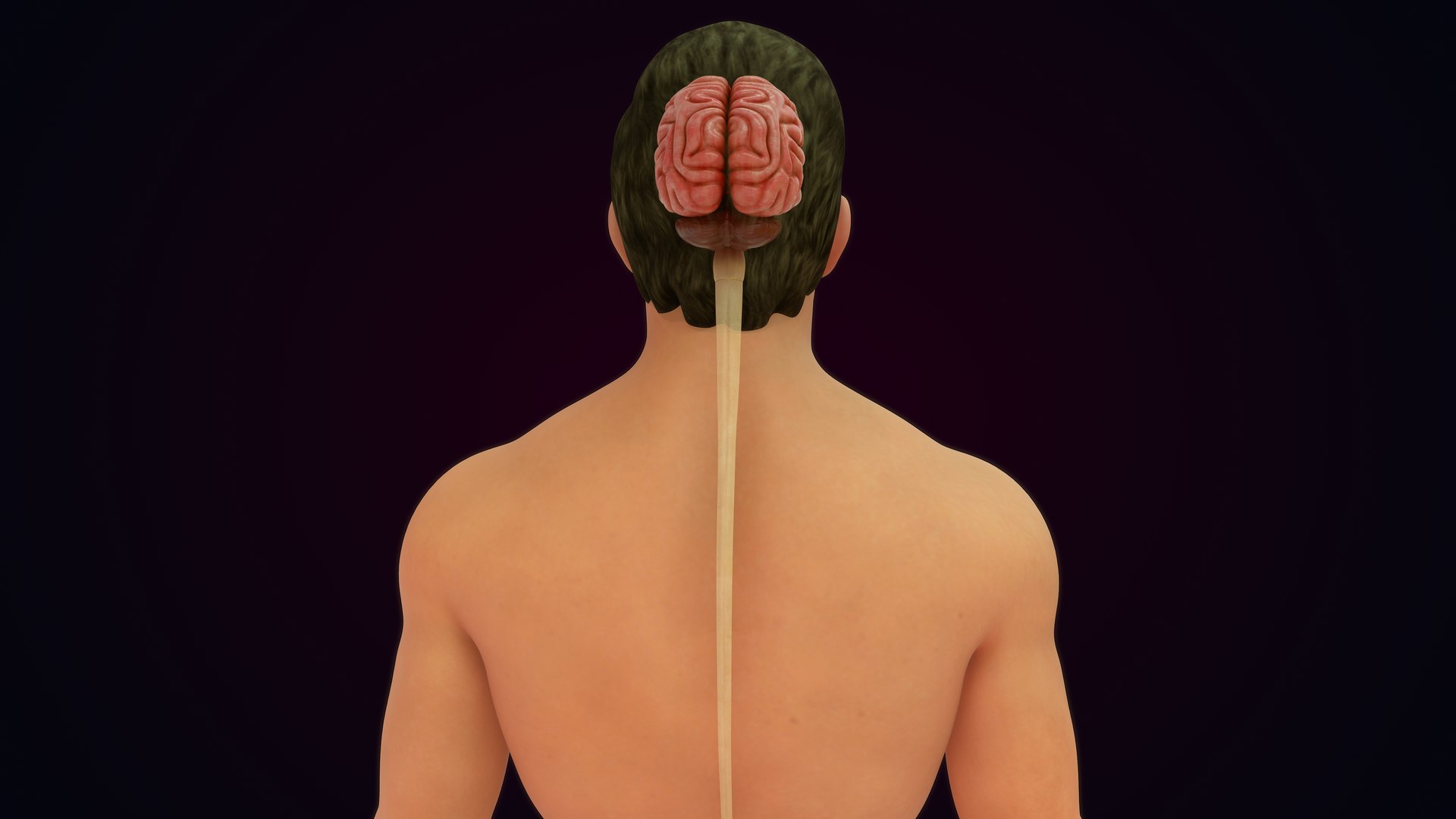 3D Natural body with Brain Anatomy https://p.turbosquid.com/ts-thumb/wZ/mx3PDV/la/brain_0018/jpg/1651214809/1920x1080/fit_q87/b940f16ad85b948cd06def9de56fd2b0901cbbd0/brain_0018.jpg