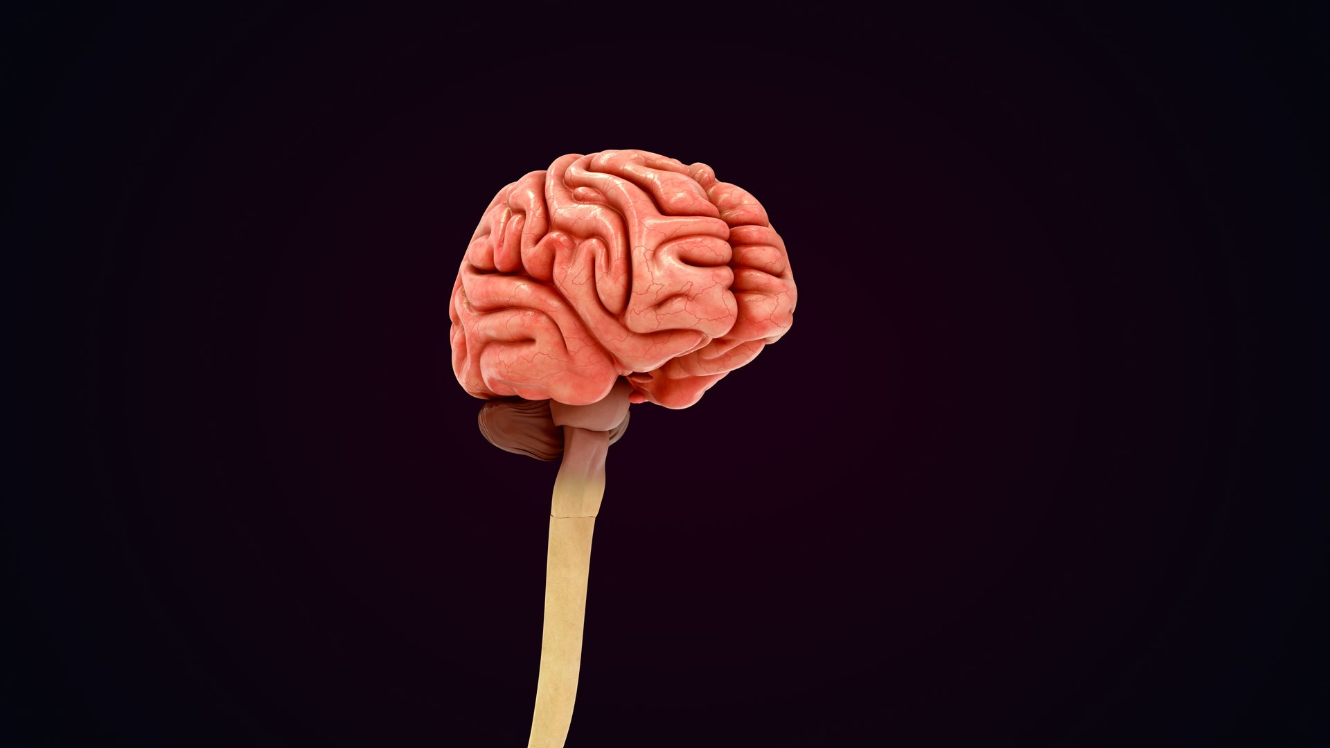 3D Natural body with Brain Anatomy https://p.turbosquid.com/ts-thumb/wZ/mx3PDV/nR/brain_0032/jpg/1651214809/1920x1080/fit_q87/422f20cb85fd5784e549abd1c91b779834687abe/brain_0032.jpg