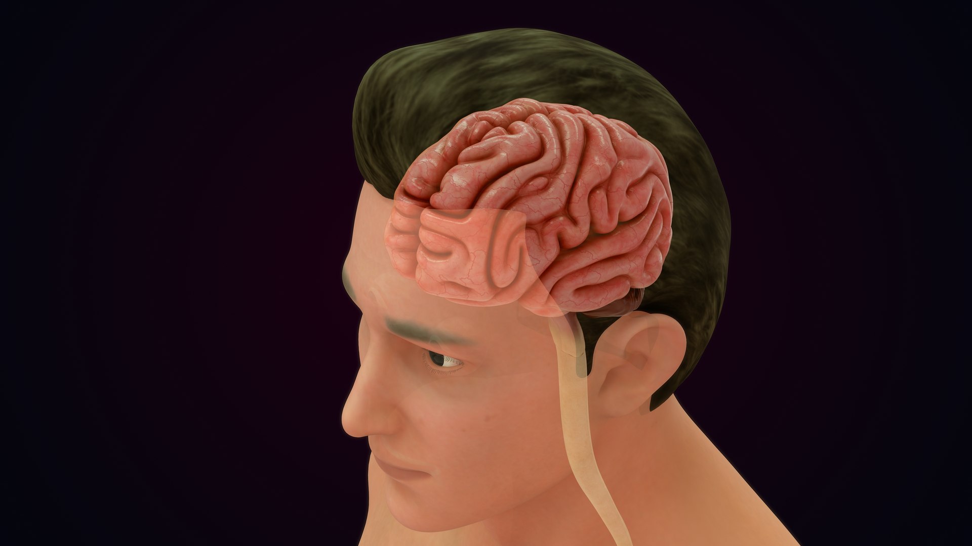 3D Natural body with Brain Anatomy https://p.turbosquid.com/ts-thumb/wZ/mx3PDV/tr/brain_0016/jpg/1651214785/1920x1080/fit_q87/093f24da938102bb9293d720824b0828d1067e78/brain_0016.jpg