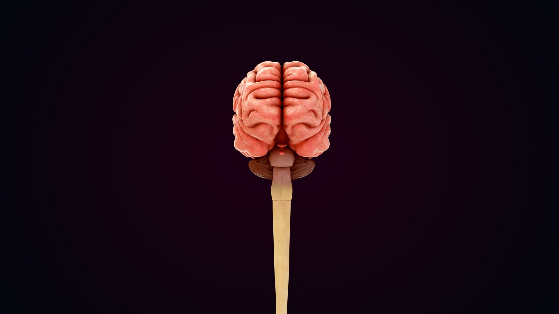 3D Natural body with Brain Anatomy https://p.turbosquid.com/ts-thumb/wZ/mx3PDV/uL/brain_0031/jpg/1651214804/1920x1080/fit_q87/8256fed6a9bf88645a4e009190513991617135cf/brain_0031.jpg