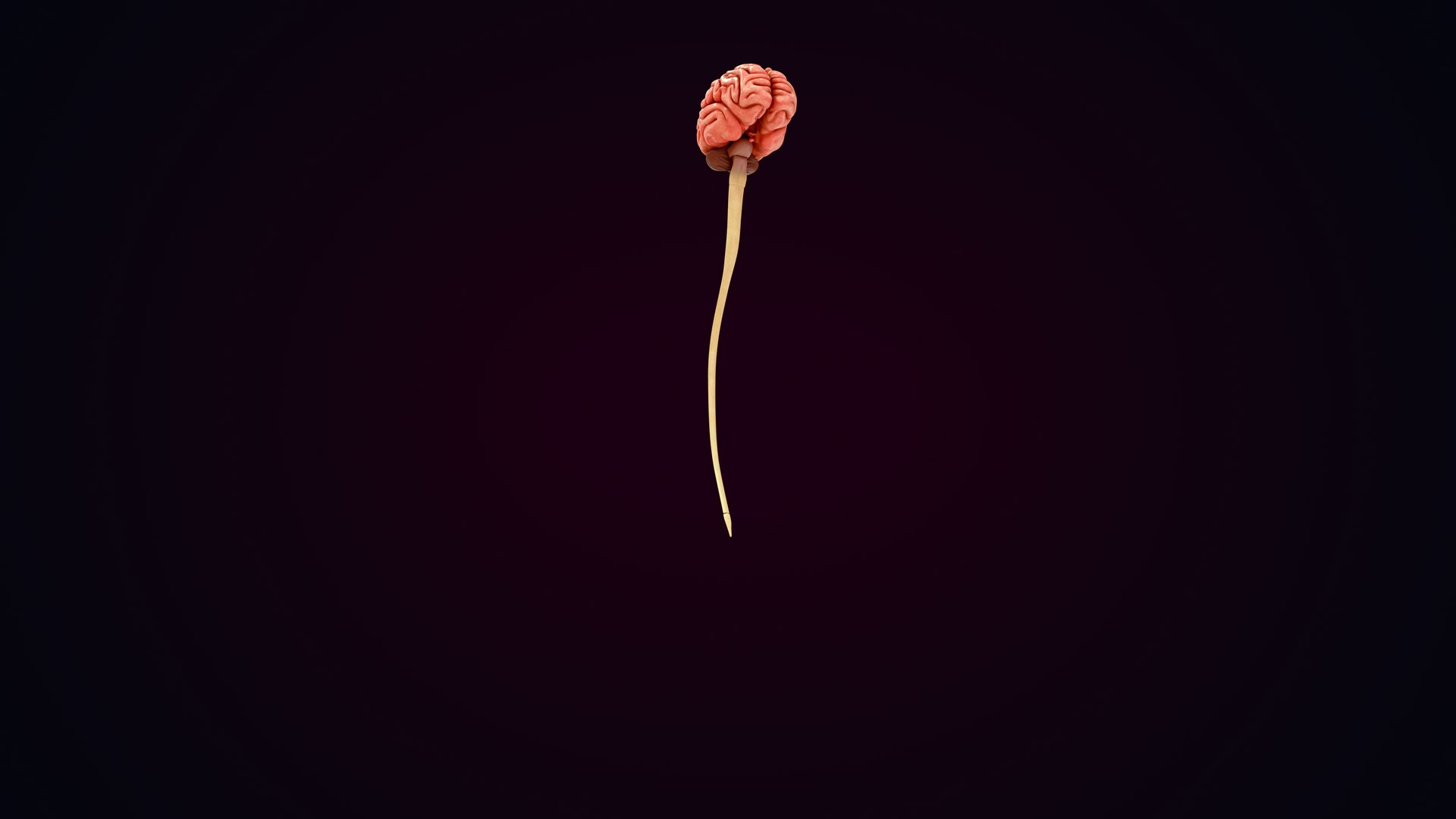 3D Natural body with Brain Anatomy https://p.turbosquid.com/ts-thumb/wZ/mx3PDV/wY/brain_0035/jpg/1651214790/1920x1080/fit_q87/a991eb909cba1bca8c38125abb3a13f62ed1c92b/brain_0035.jpg
