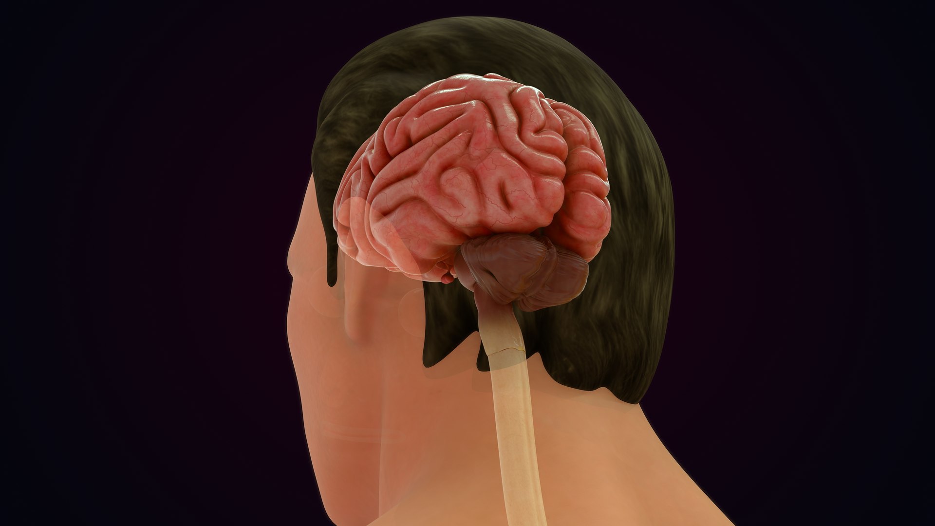3D Natural body with Brain Anatomy https://p.turbosquid.com/ts-thumb/wZ/mx3PDV/wl/brain_0017/jpg/1651214797/1920x1080/fit_q87/869ed0e242e2905bd9df25d79e7ada115603b11f/brain_0017.jpg