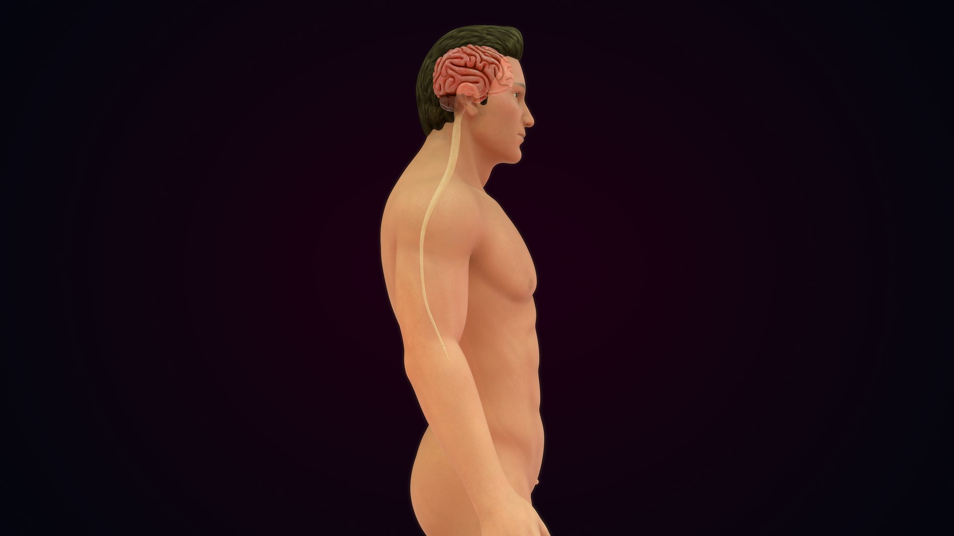 3D Natural body with Brain Anatomy https://p.turbosquid.com/ts-thumb/wZ/mx3PDV/zC/brain_0020/jpg/1651214804/1920x1080/fit_q87/a488f9fe15e15433600da510a768c9047045381c/brain_0020.jpg