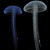 Jelly Fish 2