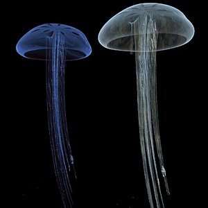 jelly fish 3d max