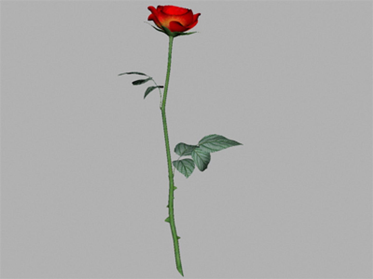 3d Rose Flower Model