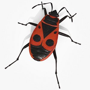 Firebug Pyrrhocoris Apterus Insect Red Black 3D model