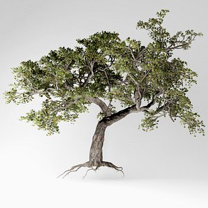 3D japanese maple tree