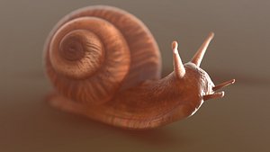 snail 3D