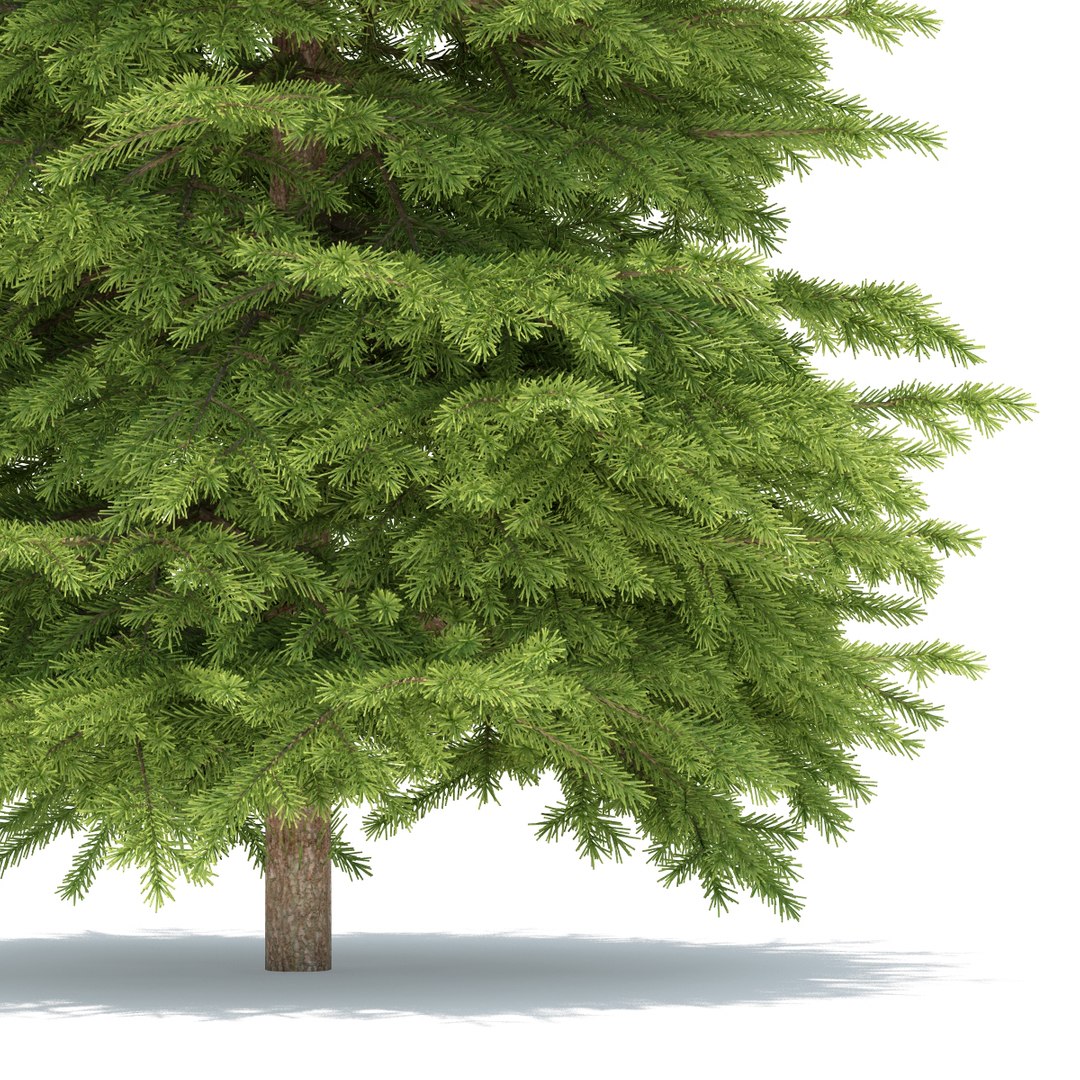 Spruce Max