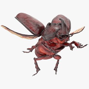 rhinoceros beetle oryctes nasicornis 3D model