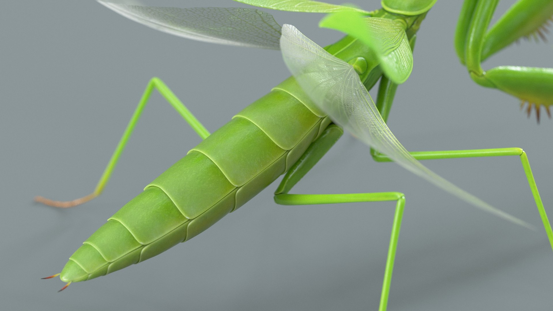Praying Mantis Rigged model https://p.turbosquid.com/ts-thumb/wa/dChTGS/27/mantis_15/jpg/1726469239/1920x1080/fit_q87/f673e7886420155a53bfe3dea17213b1433614ac/mantis_15.jpg