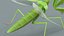 Praying Mantis Rigged model