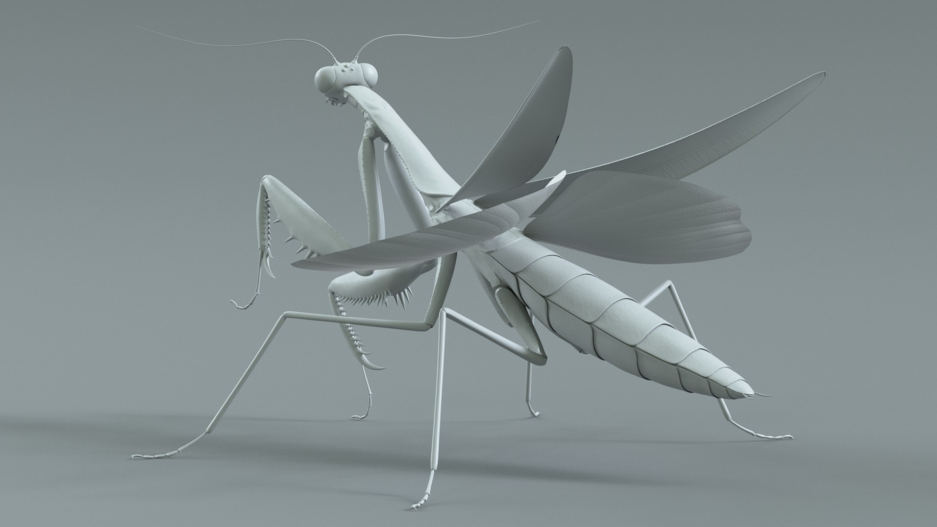 Praying Mantis Rigged model https://p.turbosquid.com/ts-thumb/wa/dChTGS/2D/mantis_21/jpg/1726469250/1920x1080/fit_q87/81da5073da6626aa2b7ba65150f1106c0e830884/mantis_21.jpg