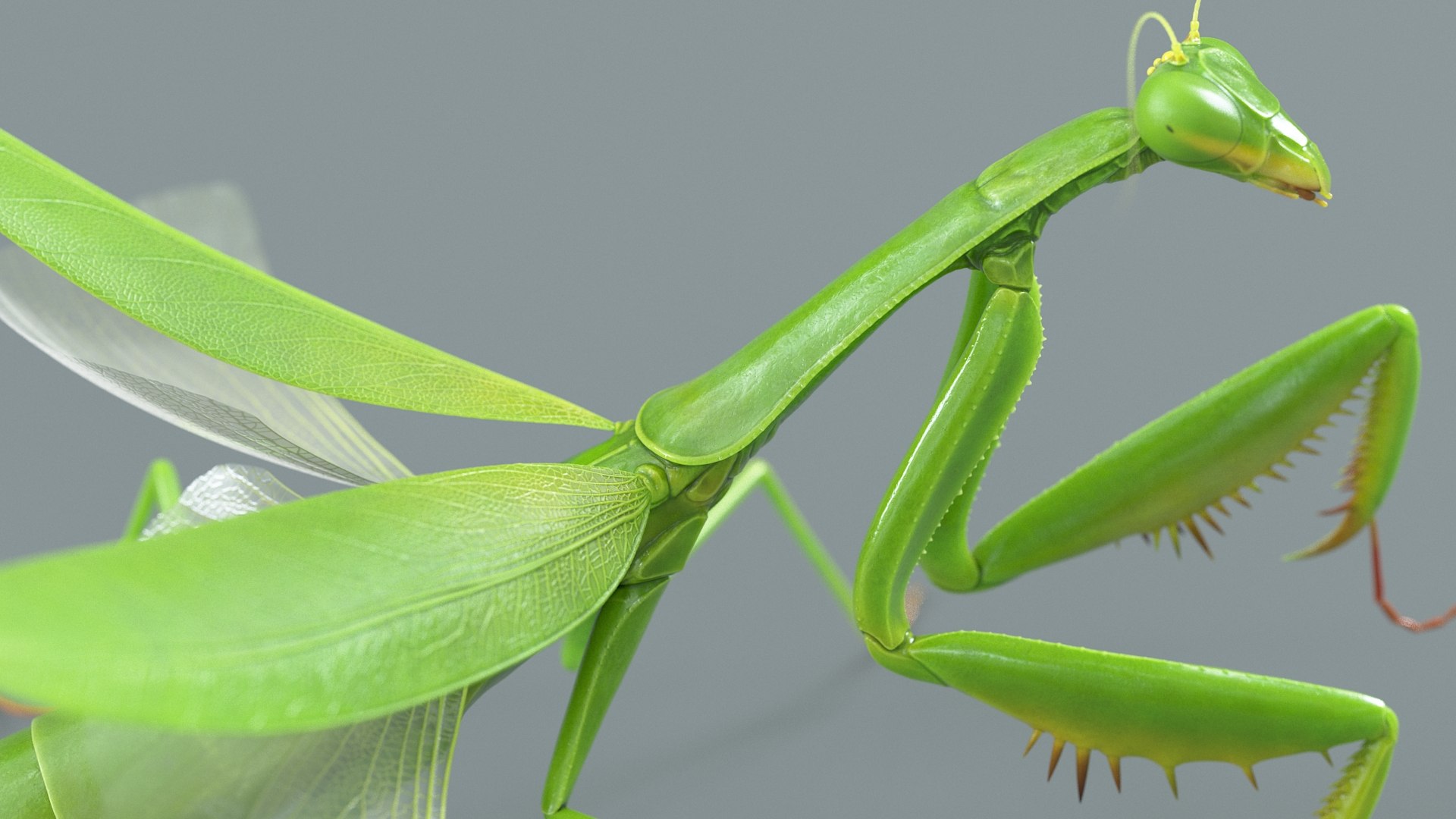 Praying Mantis Rigged model https://p.turbosquid.com/ts-thumb/wa/dChTGS/6Z/mantis_14/jpg/1726469237/1920x1080/fit_q87/fce67f297420d31c95ccea5643c00208b7261613/mantis_14.jpg