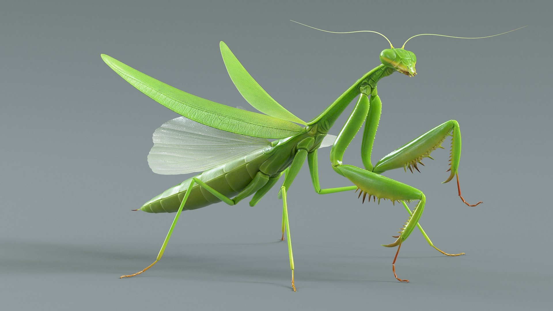 Praying Mantis Rigged model https://p.turbosquid.com/ts-thumb/wa/dChTGS/6c/mantisriggedtba/jpg/1726468863/1920x1080/turn_fit_q99/59041942c4adf72dbfc551950f41089c8c97d1b8/mantisriggedtba-1.jpg