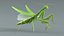 Praying Mantis Rigged model