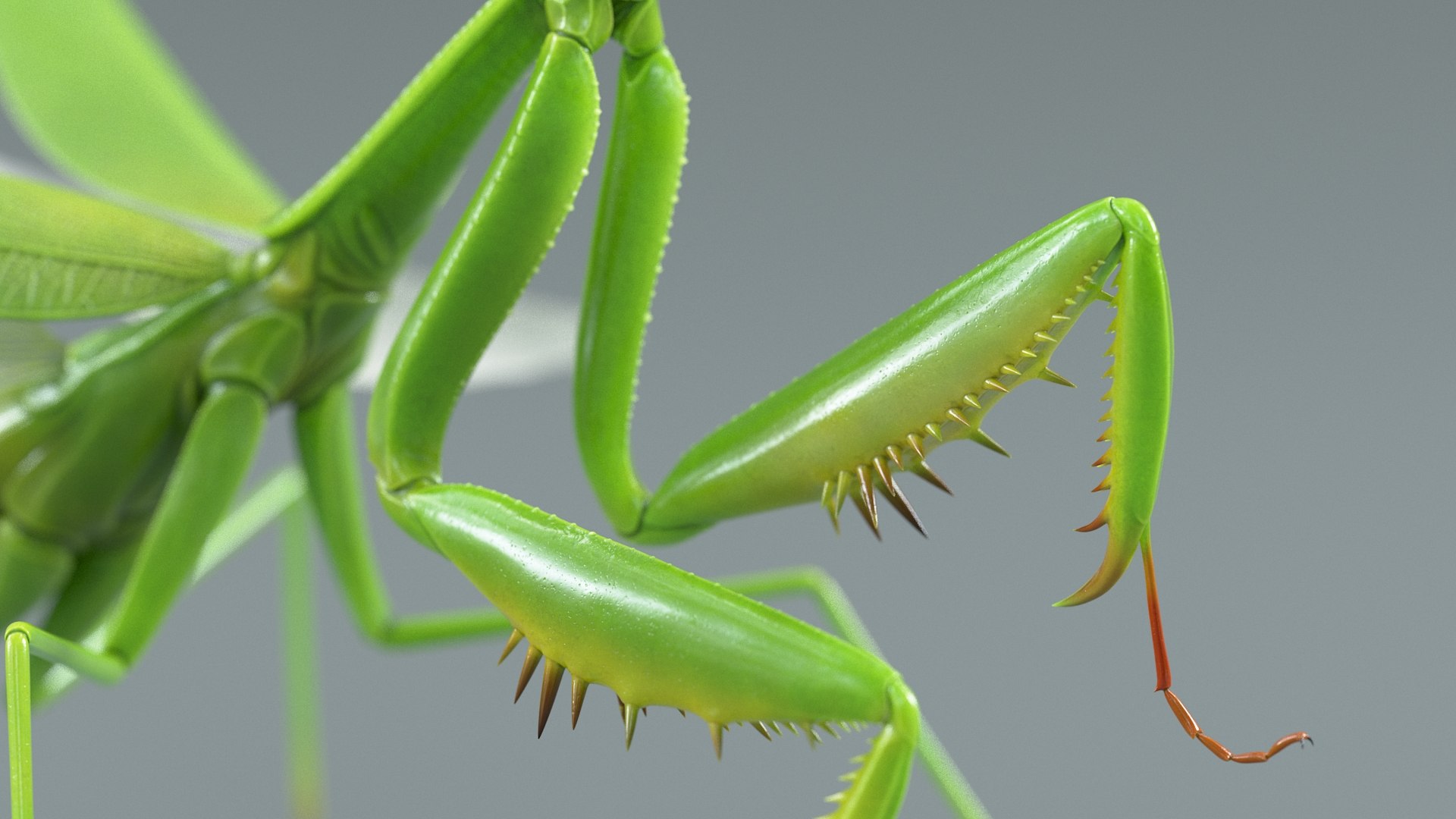 Praying Mantis Rigged model https://p.turbosquid.com/ts-thumb/wa/dChTGS/Cq/mantis_12/jpg/1726469235/1920x1080/fit_q87/1dd96f0e4dc9131d95b90fced3d06c76613cc696/mantis_12.jpg